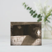 Carte Postale Mini nez sur la porte (Debout devant)