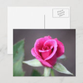 Carte Postale mini-rose rose foncé (Devant / Derrière)