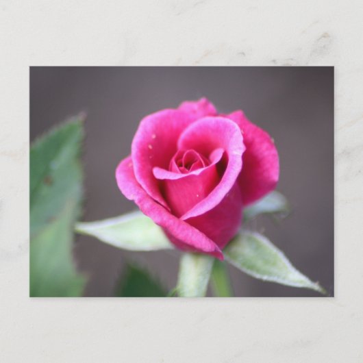 Carte Postale mini-rose rose foncé (Devant)