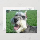 Carte postale Mini Schnauzer (Devant / Derrière)