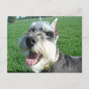 Carte postale Mini Schnauzer