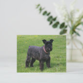 Carte Postale mini shcnauzer complet (Debout devant)