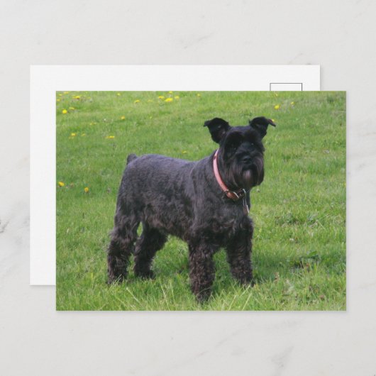 Carte Postale mini shcnauzer complet (Devant / Derrière)