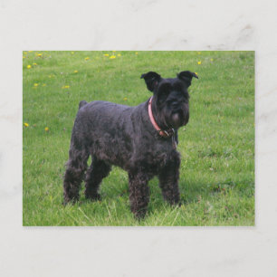 Carte Postale mini shcnauzer complet