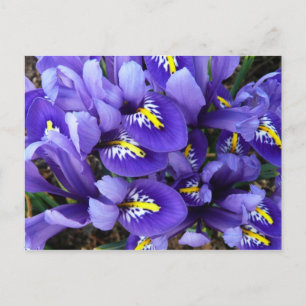 Carte Postale Miniature Bleu Irises Printemps Floral