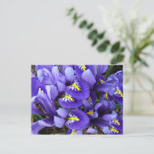 Carte Postale Miniature Bleu Irises Printemps Floral (Debout devant)