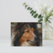 Carte postale Miniature Collie (Debout devant)