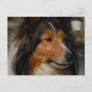 Carte postale Miniature Collie