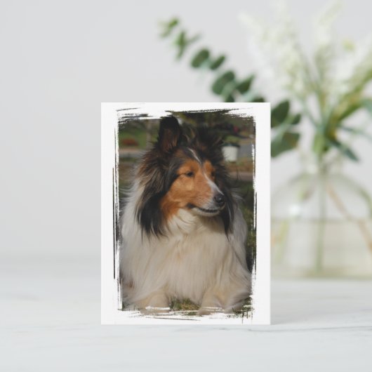 Carte postale Miniature Collie (Debout devant)