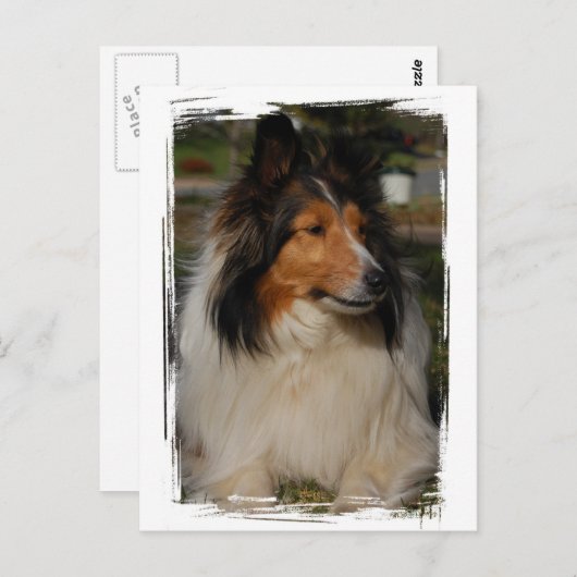 Carte postale Miniature Collie (Devant / Derrière)