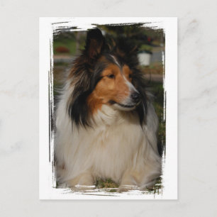Carte postale Miniature Collie