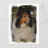 Carte postale Miniature Collie (Devant)