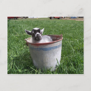 Carte Postale Miniature Goat in a Bucket