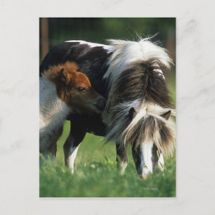 Carte Postale Miniature Mare & Foies 2