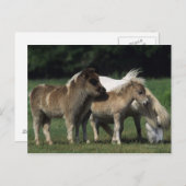 Carte Postale Miniature Mare & Foies 3 (Devant / Derrière)