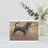 Carte Postale Miniature_pinscher (Debout devant)