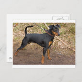 Carte Postale Miniature_pinscher (Devant / Derrière)