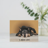 Carte Postale Miniature Pinscher aka Min Pin (Debout devant)