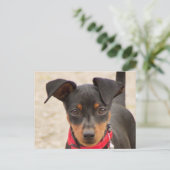 Carte Postale miniature-pinscher-noir et rouille (Debout devant)