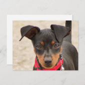 Carte Postale miniature-pinscher-noir et rouille (Devant / Derrière)