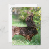 Carte Postale Miniature Teckel à poil long 1 (Devant / Derrière)