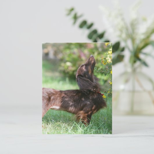 Carte Postale Miniature Teckel à poil long 1 (Debout devant)