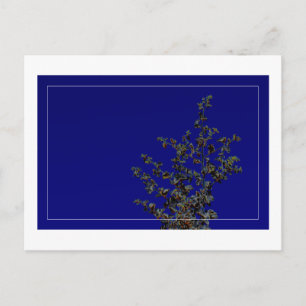 Carte postale minimaliste Saltbush Feuille Sky Fra