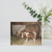 Carte Postale Miniture Pony et bébé (Debout devant)