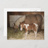 Carte Postale Miniture Pony et bébé (Devant / Derrière)