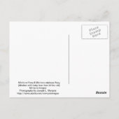 Carte Postale Miniture Pony et bébé (Dos)