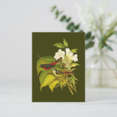 Carte Postale Minivet (Debout devant)