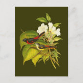 Carte Postale Minivet (Devant)