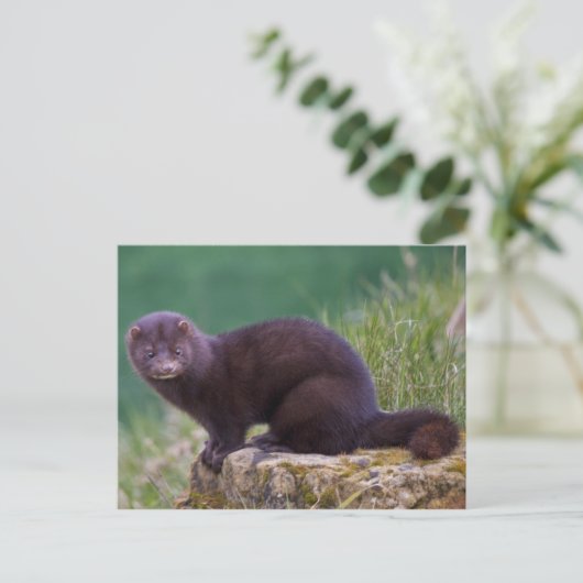 Carte postale Mink (Debout devant)