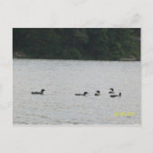 Carte postale Minnesota (Devant)