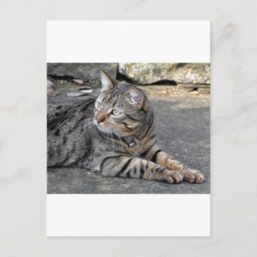 Carte Postale Minnie le Minx (Devant)