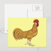Carte Postale Minorque : Coq Buff (Devant / Derrière)