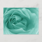 Carte Postale MINT VERT Gros plan vers le haut d'un Rose frileux (Devant)
