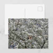 Carte postale Mirabelle Blossom (Devant / Derrière)