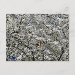 Carte postale Mirabelle Blossom