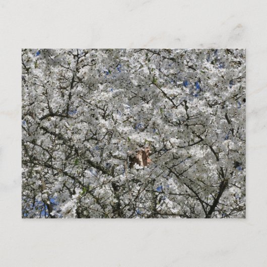 Carte postale Mirabelle Blossom (Devant)