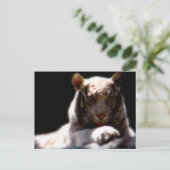 Carte Postale Mirage blanc de tigre (Debout devant)