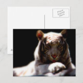 Carte Postale Mirage blanc de tigre (Devant / Derrière)