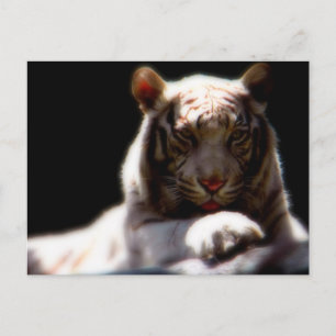 Carte Postale Mirage blanc de tigre