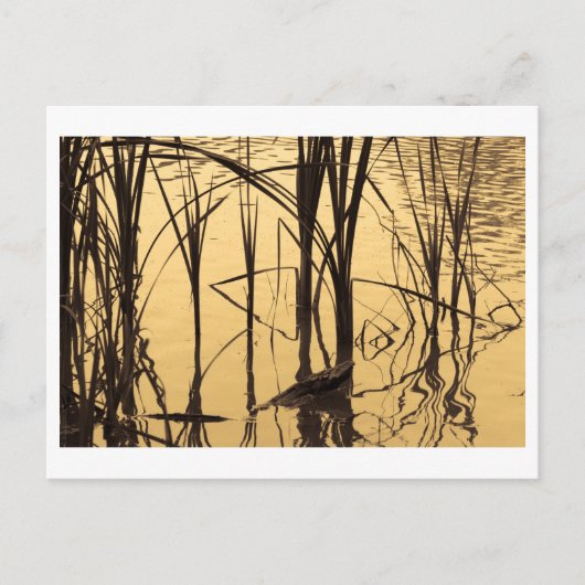 Carte Postale miroir est un menteur (Devant)