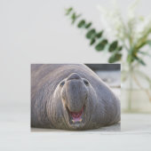 Carte Postale Mirorounga_angustirostris (Debout devant)