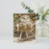 Carte Postale Mis en danger creusant le hibou (Debout devant)