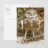 Carte Postale Mis en danger creusant le hibou (Devant / Derrière)