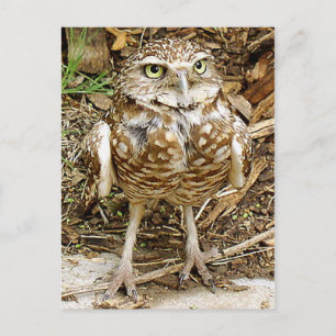 Carte Postale Mis en danger creusant le hibou