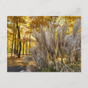 Carte Postale Miscanthus Maiden Herbe Plumes d'argent à l'automn