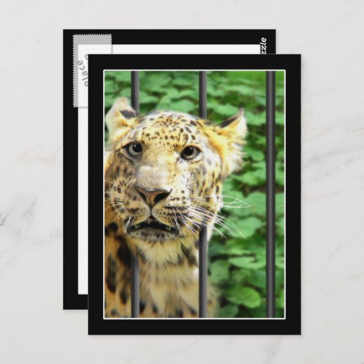 Carte Postale Mishap au zoo (Devant / Derrière)